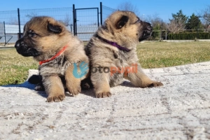 Owczarek niemiecki ZKwP FCI